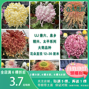 石头花匠 传统大菊苗35个品种 兼六红兼六香 独本菊花多年生宿根