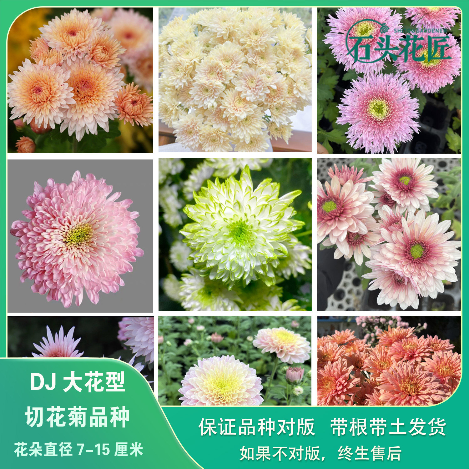 石头花匠 皇后 卡林巴三文鱼 大花切花菊雏菊苗多年生宿根盆栽