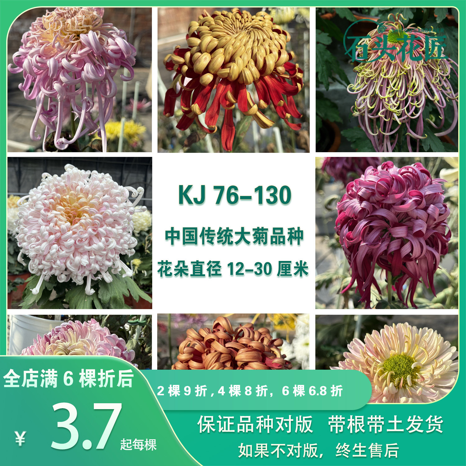 石头花匠中国传统大菊苗70个品种 泥金豹七彩北汤独本菊花多年生