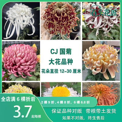 传统大菊国华菊花中国菊