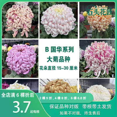 国华大菊苗独本菊苗狮子头菊