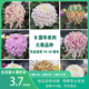 独本菊花多年生宿根 国华提灯 石头花匠 国华传统大菊苗54个品种