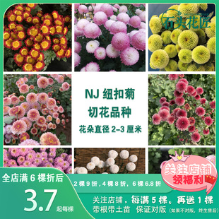 阳台盆栽庭院多年生菊花 12个品种 石头花匠 网红珠玉之卵纽扣菊
