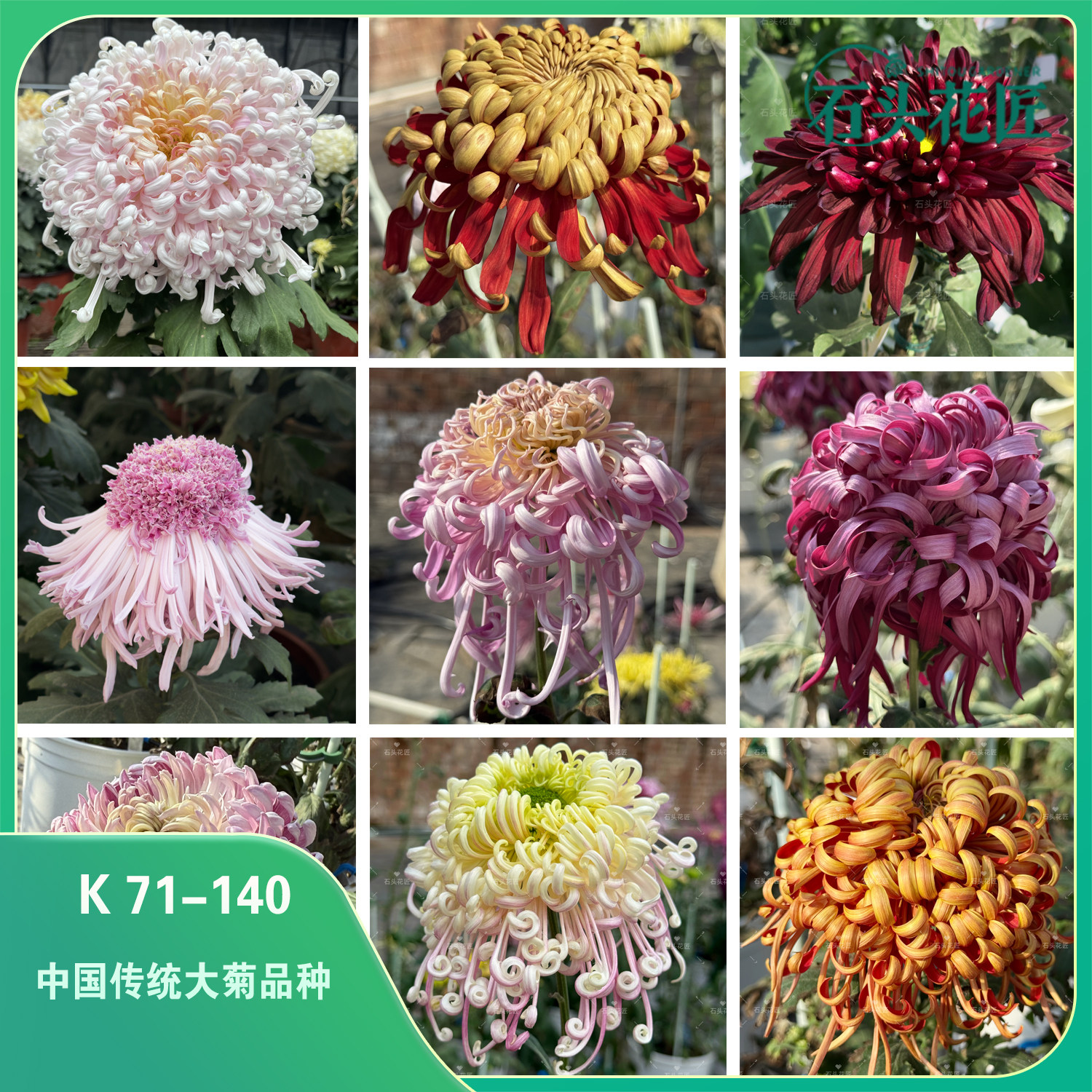 石头花匠K71-140中国传统大菊苗70个品种 七彩北汤 独本菊多年生