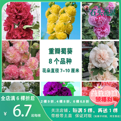 蜀葵苗重瓣桃子与梦多年生