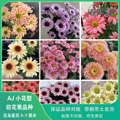 小雏菊菊花苗切花菊苗对版