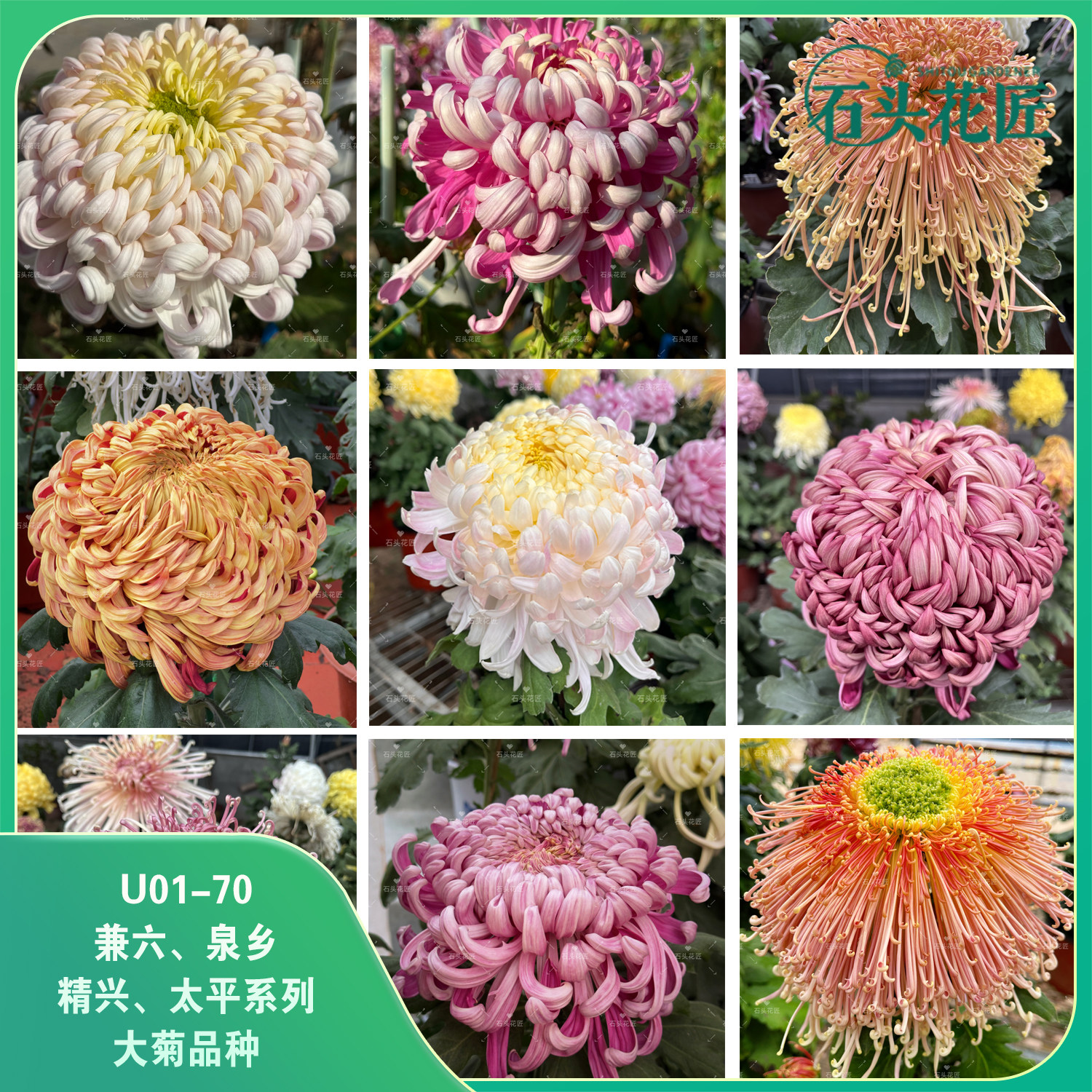 石头花匠U01-70兼六 精山系列大菊苗70个品种独本菊花多年生宿根