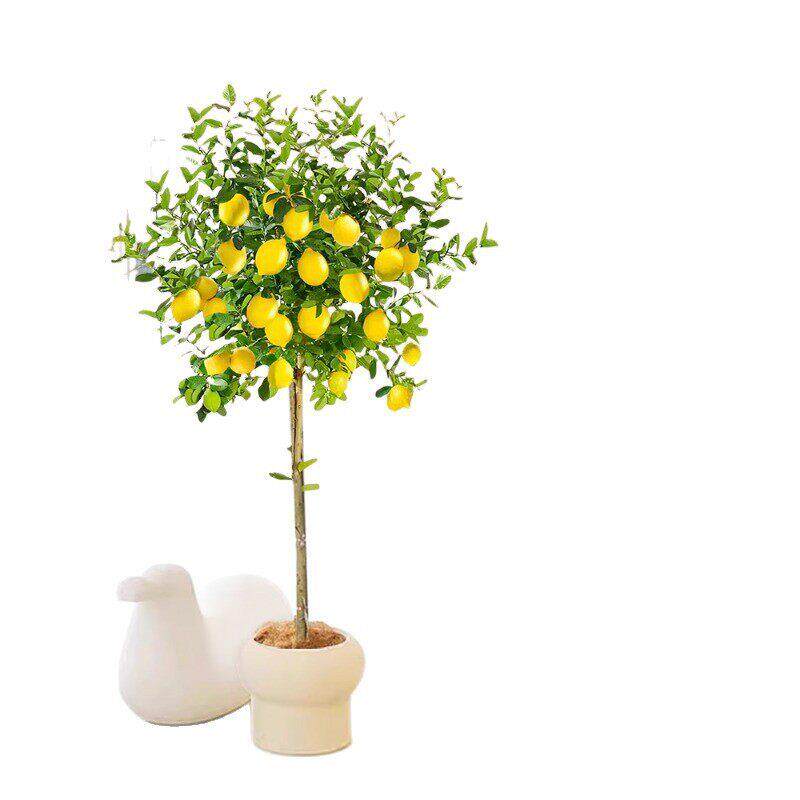 香水柠檬树带果盆栽客厅绿植大型植物室内阳台除甲醛禄植四季好养