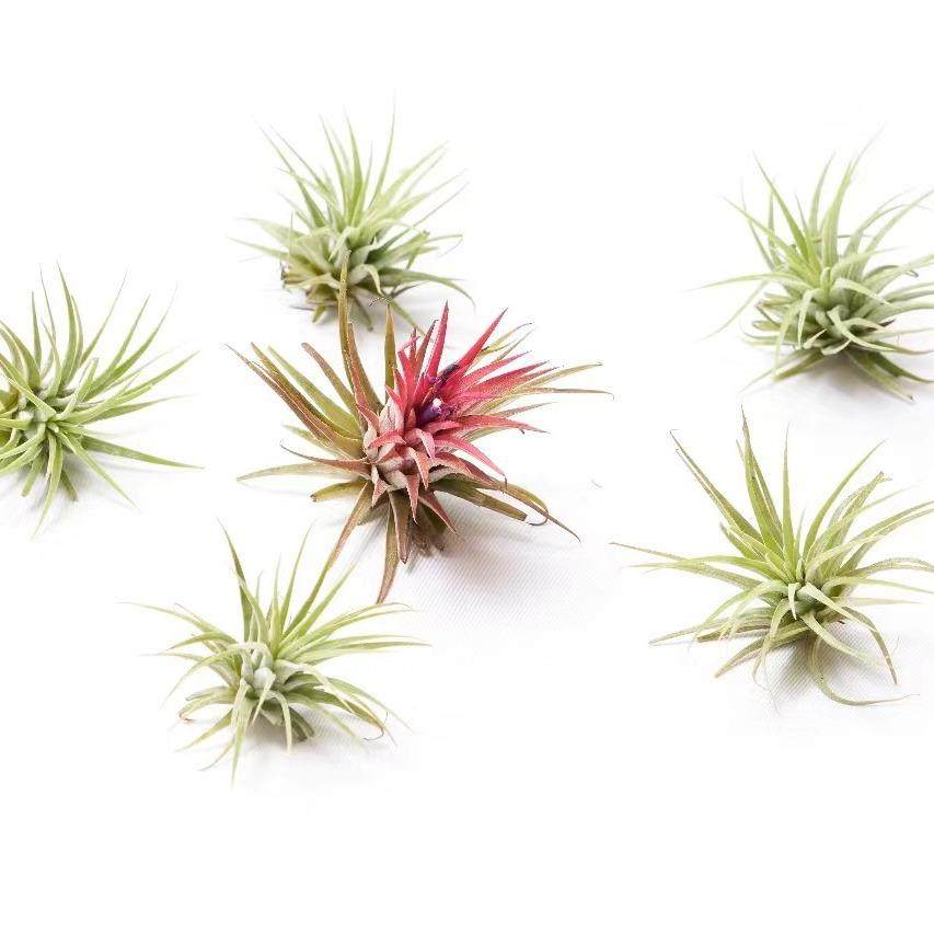 空气凤梨鲁普拉精灵室内盆栽花卉桌面植物办公室绿植,鲜花速递/花卉仿真/绿植园艺,宿根/地被植物,淘宝优惠券,粉丝福利购,淘宝优惠卷