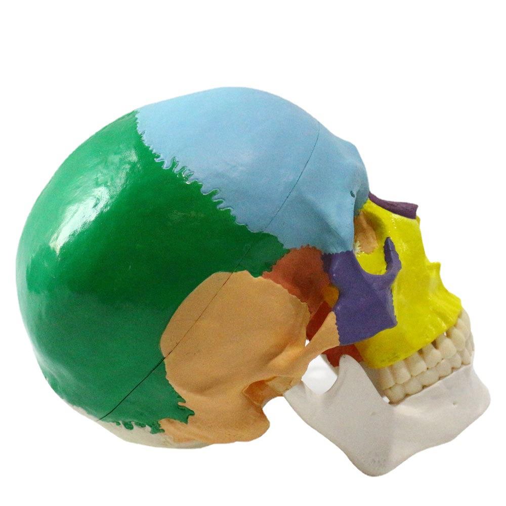 种人体头骨模型多款式送三颗备无品牌/用牙齿颌模模拟咬合塑下料