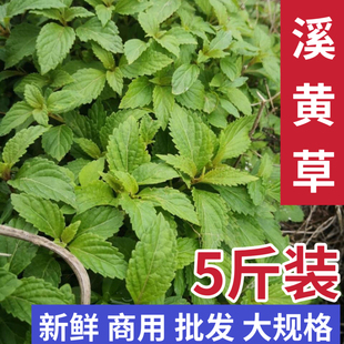 溪黄草新鲜现摘商用批发5斤装面熊胆草血风汁黄草护羊肝溪沟草