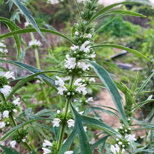 白花益母草新鲜现挖女人草月子草坤草包邮白花艾调月经姨妈益母草