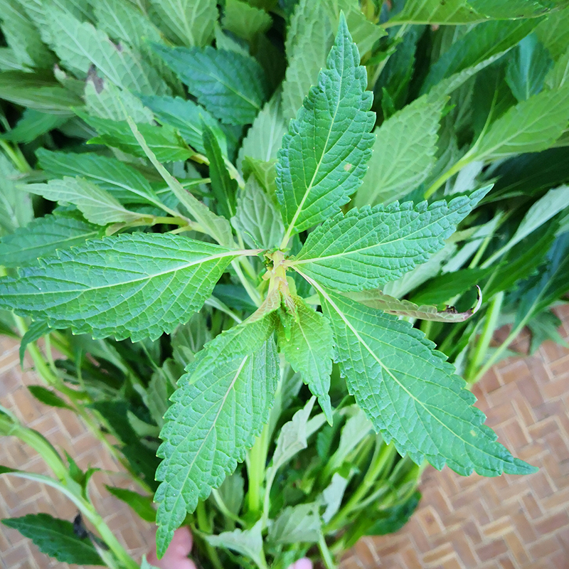 溪黄草新鲜农家 溪沟草茶 500克 熊胆草去湿热肾茶原料煲汤养生凉