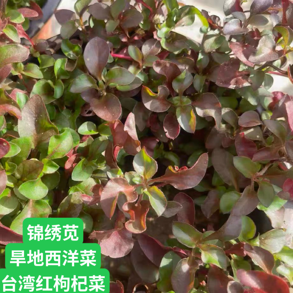 锦绣苋新鲜台湾红枸杞菜苗五色草旱地西洋菜可食用通血草红木耳菜