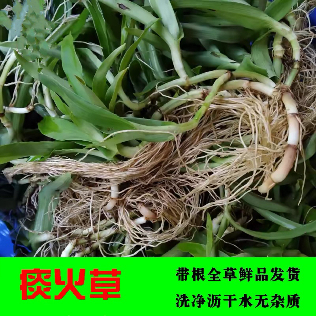 新鲜痰火草 狮子草围夹癌草广东猫爪草青鸭跖草大苞水竹叶 包邮