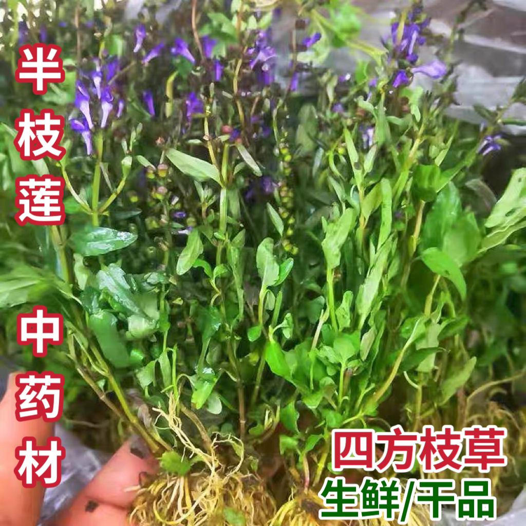半枝莲新鲜 潮汕硬枝莲四方枝仔通经草紫连草赶山鞭韩信草 中药材
