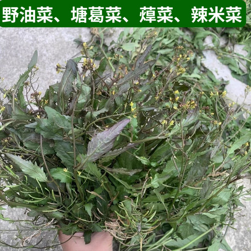 蔊菜新鲜 塘葛菜 野油菜 鸡肉菜 辣米菜 野葛菜 中草药潮汕绿豆草