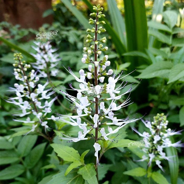 猫须草新鲜中草药 化石草肾茶猫须公无硫潮汕猫须草正品降酸草