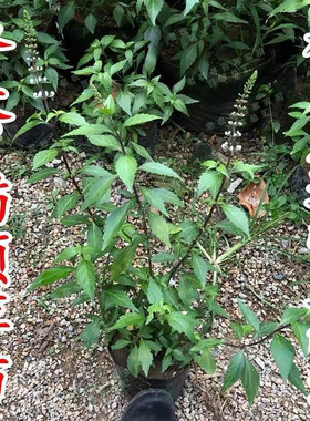 猫须草苗种植苗阳台植物盆栽猫须公新鲜猫须草种植苗广东化石草