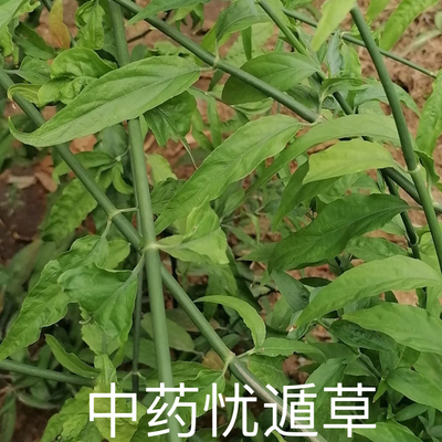 忧遁草中药新鲜 鳄嘴花 黎青 黎王草 千里追 柔刺草 汉帝草优盾草