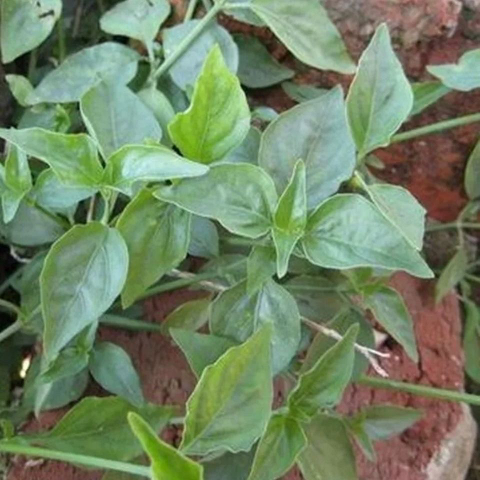 乌面草种植苗新鲜狗肝菜九头狮子草潮汕野红蓝青蛇仔路边青猪肝菜