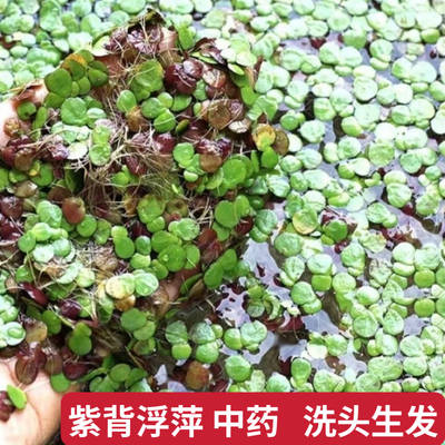 浮萍草中药材 浮萍 浮萍草干水萍田萍 紫背浮萍大叶浮萍草干货
