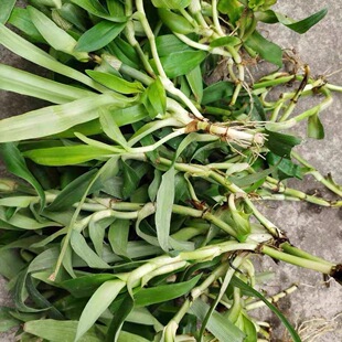 痰火草新鲜 围夹草化核草广东猫爪草青鸭跖草大苞水竹叶 狮子草