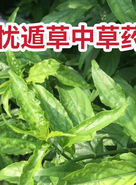 忧遁草中草药新鲜鳄嘴花黎王草优盾草优盾草千里追巴沙蛇汉帝草
