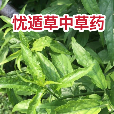 忧遁草中草药新鲜鳄嘴花黎王草优盾草优盾草千里追巴沙蛇汉帝草