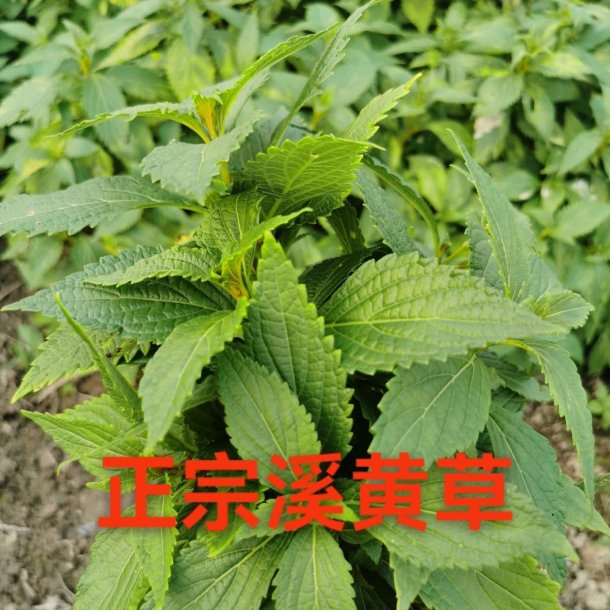 溪黄草新鲜熊胆草现摘溪黄草茶溪沟草山阳面黄汁草血风草现采现发
