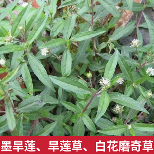 墨旱莲新鲜白花春草白花断血草磨奇草乌田草旱莲草乌心草鳢肠草