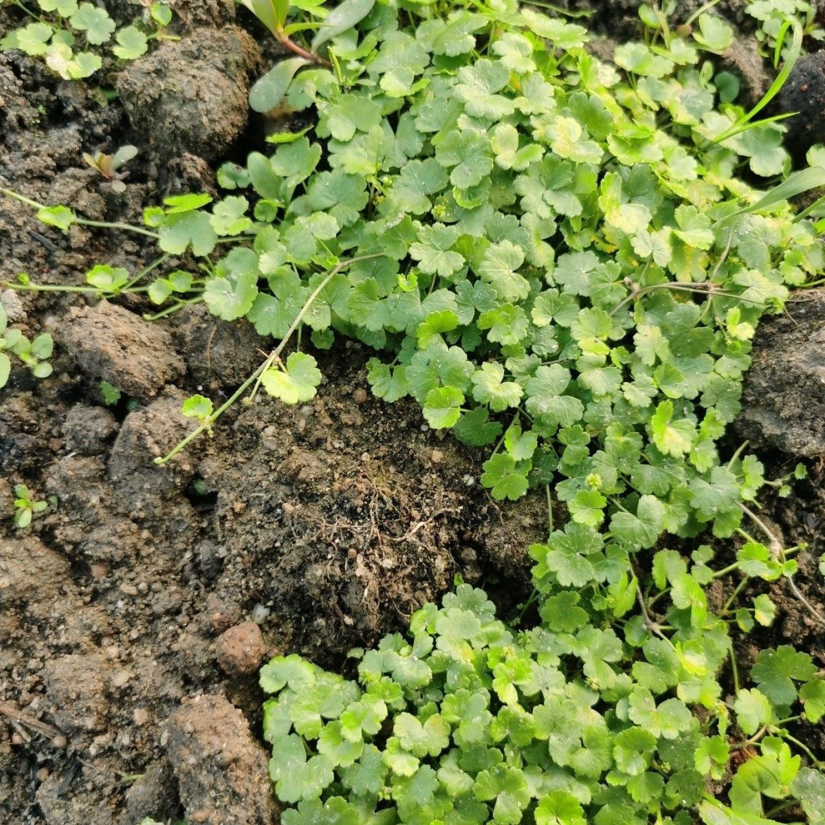 天胡荽新鲜遍地锦钱占干铺地锦满天星破铜钱明镜草步地锦星秀草药