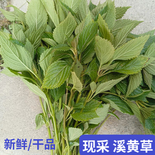 新鲜溪黄草 中药益肝茶 山羊面熊胆草溪沟草血风黄汁草护肝祛湿茶