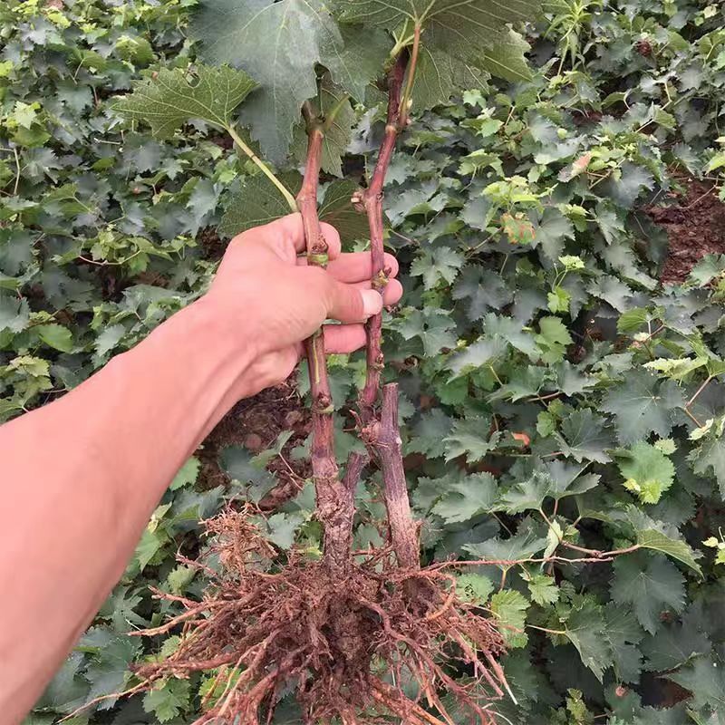 新品种无籽葡萄树苗浪漫红颜葡萄苗特大南北方地栽盆栽当年结果苗