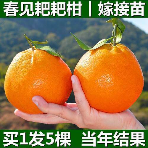 春见耙耙柑树苗正宗四川