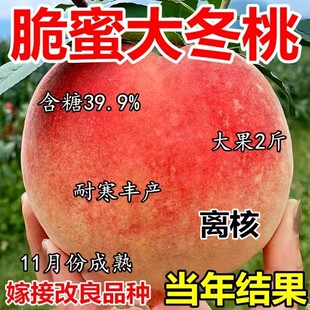 巨型冬桃树苗树嫁接桃南北方种植特大巨型冬桃果苗地盆栽当年结果