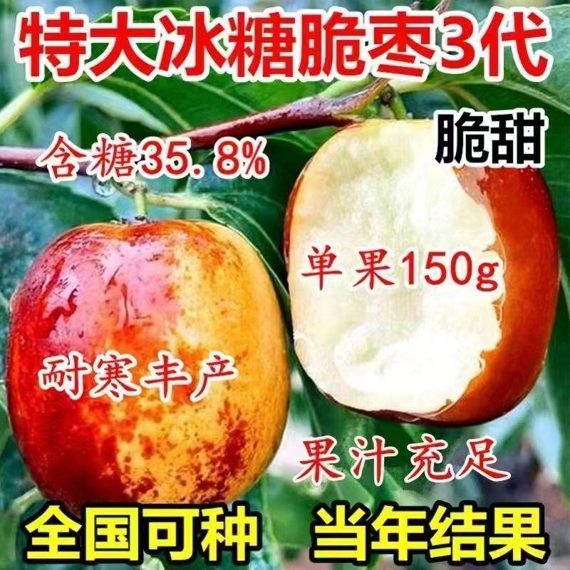 三代特大冰糖脆枣树苗新品种冬枣