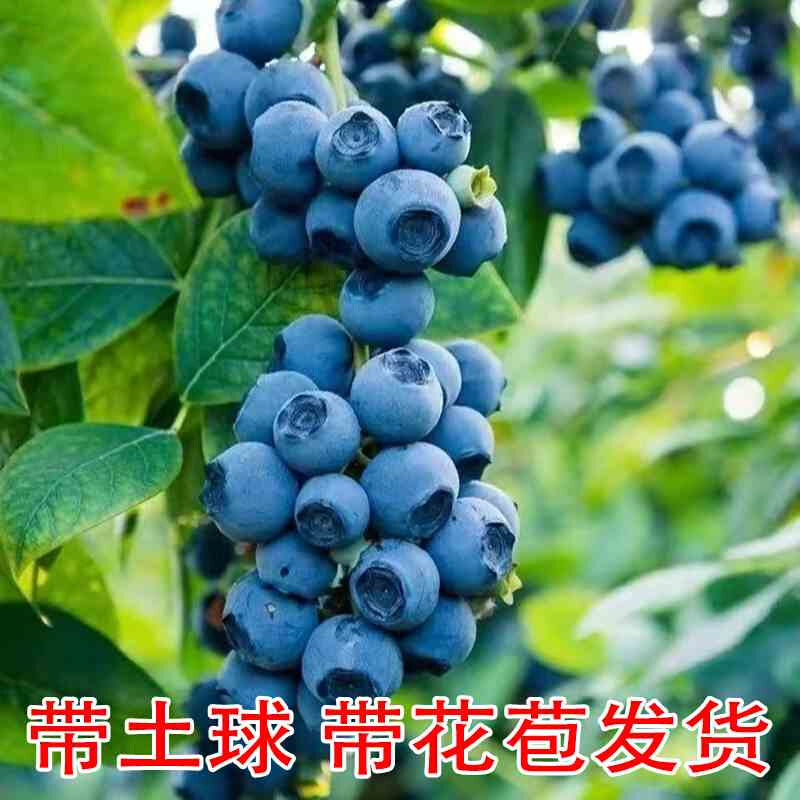 新品种蓝莓果苗南北方种植当年结蓝莓盆栽
