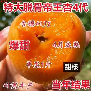 极早熟特大帝王代杏子树苗嫁接果树苗四季水果苗南北方耐寒耐旱