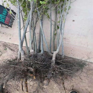 软枣苗无核黑枣苗野柿子苗君迁子苗嫁接柿子沾木苗果树苗