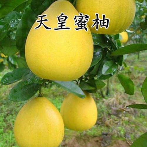 新品种巨型天皇蜜柚 柚子苗 柚子树 柚子树苗 果树苗当年结果
