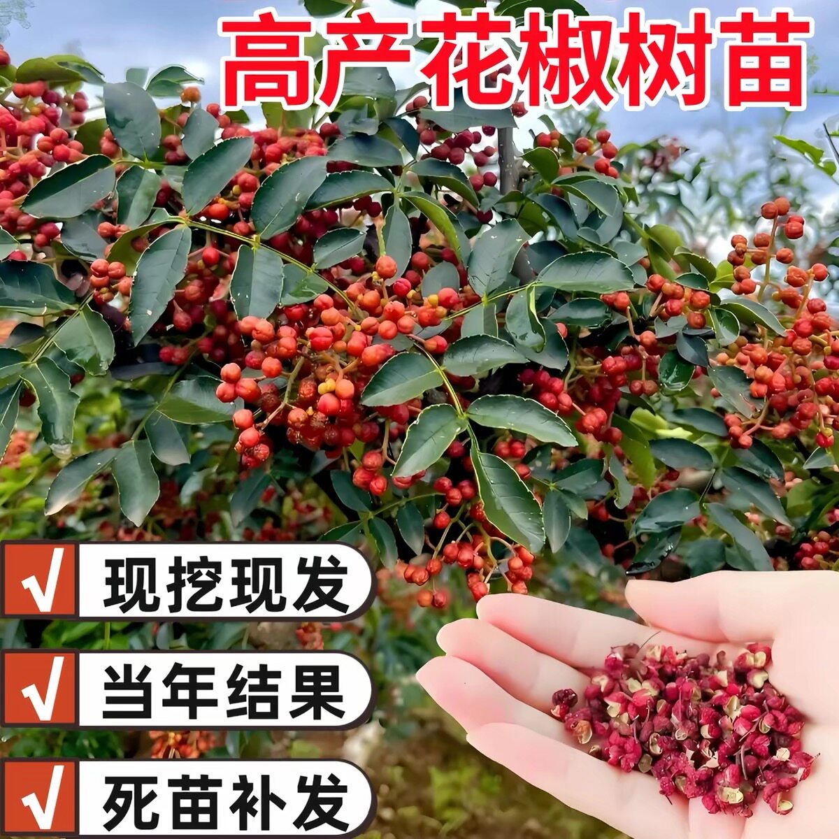 花椒苗树果树果苗南北方种植地栽嫁接无刺大红袍当年结果花椒树苗图片