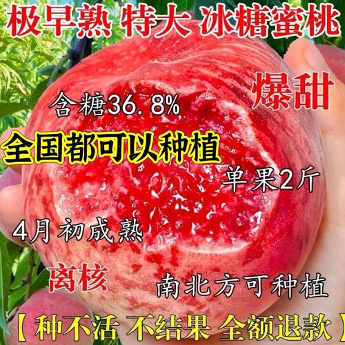 极早熟特大冰糖蜜桃新品种爆甜当年结果树苗南方北方种植耐寒高产
