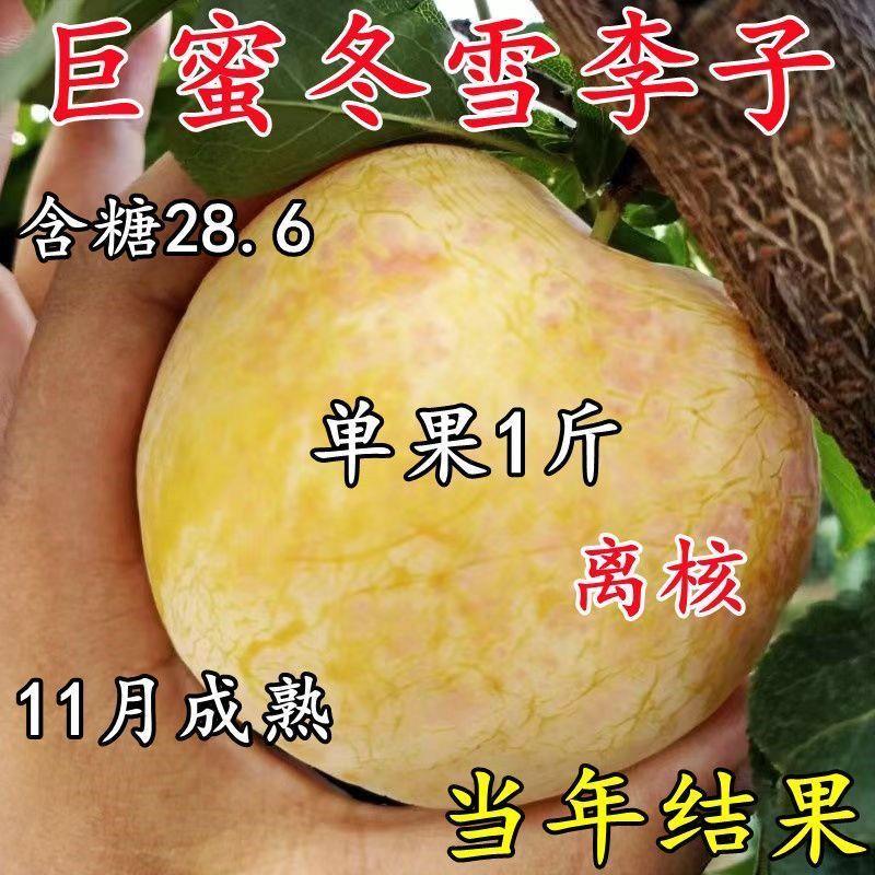 正宗巨蜜冬雪李子树苗晚熟大果嫁接脱骨李子树苗耐寒旱南北方种植