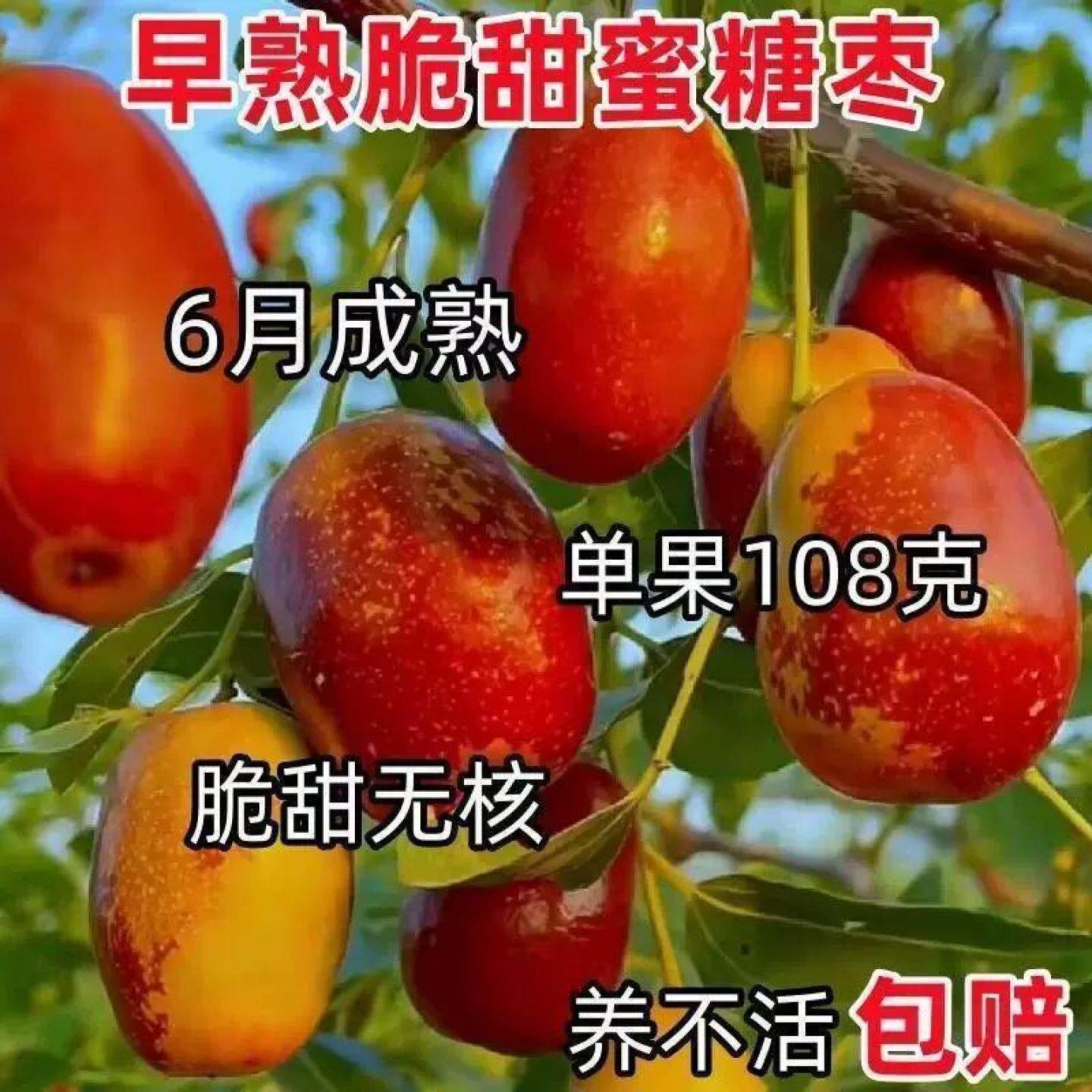 脆枣树苗超甜冰糖大枣苗嫁接南北方种地栽盆栽果树苗当年枣子树苗