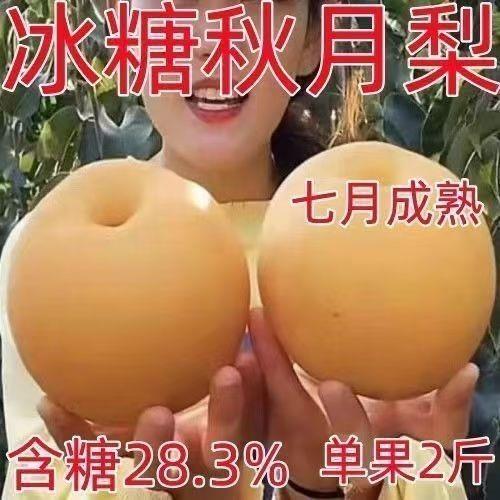 梨树苗秋月梨薄皮大果盆栽地栽耐寒耐旱南北方种植当年结果苗