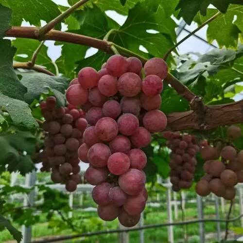 新品种无籽葡萄树苗浪漫红颜葡萄苗特大南北方地栽盆栽当年结果苗