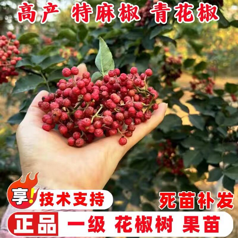 新品种陕西韩城花椒树苗大红袍花椒苗非四川高产无刺少刺盆栽地栽图片