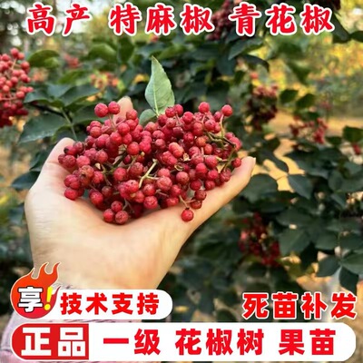 新品种陕西韩城花椒树苗大红袍花椒苗非四川高产无刺少刺盆栽地栽