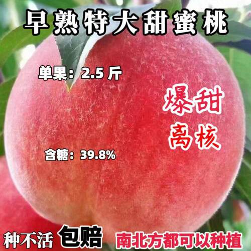 新品种早熟脆甜特大甜蜜桃树苗当年结果嫁接苗盆栽地栽南北方种植